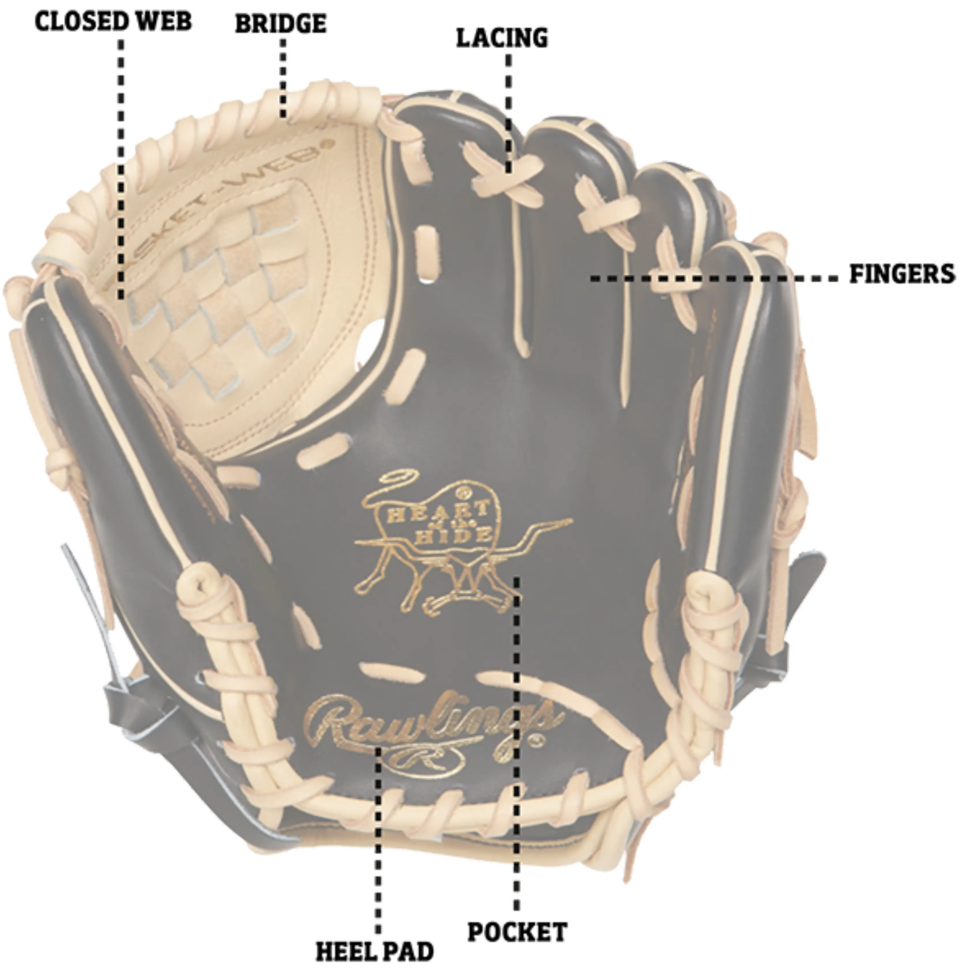 Pitchers Glove Anatomy